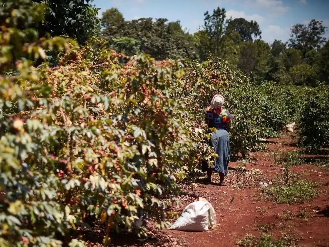 Coffee Estate of Argyll Coffee Roasters