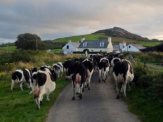 Dairy cows on the island of Gigha