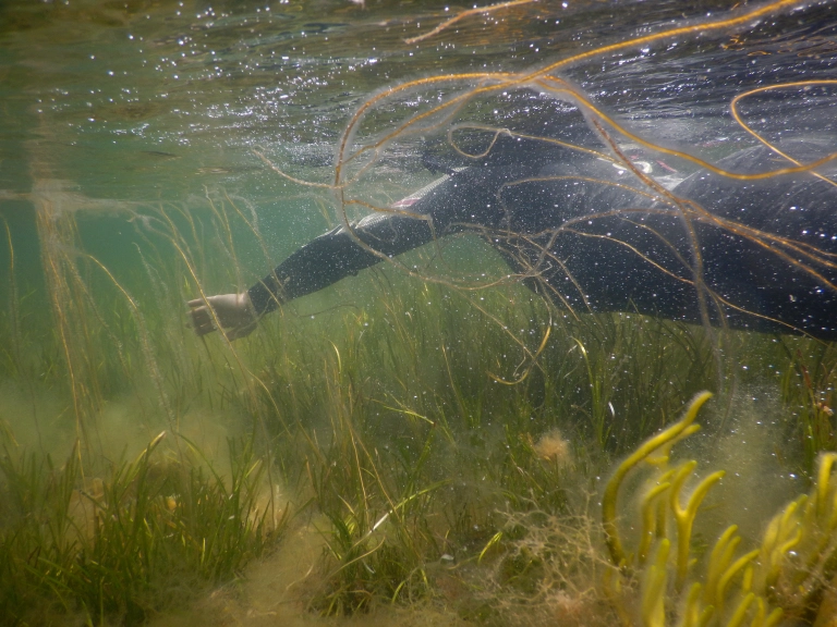 Seaweed in the ocean