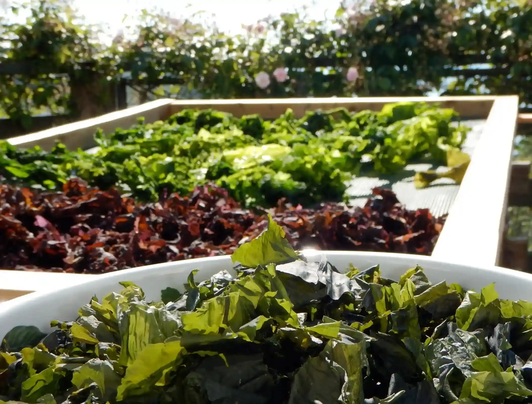 Seaweed drying on racks